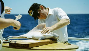 filleting snapper