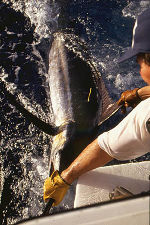 Click here to download larger image