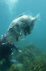 Click here to download larger image