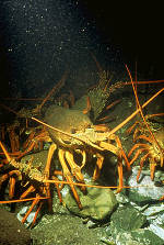 Click here to download larger image